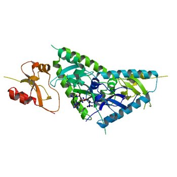 Tandem chromodomains of human CHD1 complexed with Histone H3 Tail containing trimethyllysine 4 and dimethylarginine 2 (2B2U)