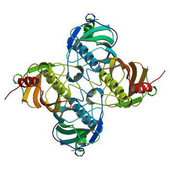 Crystal structure of the PA5185 protein from Pseudomonas Aeruginosa strain PAO1- orthorhombic form (C222). (2O5U)