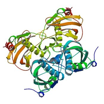 Crystal structure of the PA5185 protein from Pseudomonas Aeruginosa strain PAO1- new crystal form. (2O6B)