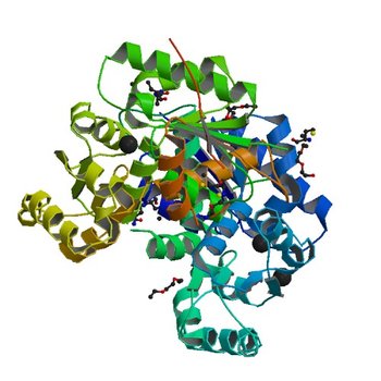 Crystal structure of glutamate racemase from Listeria monocytogenes (3HFR)