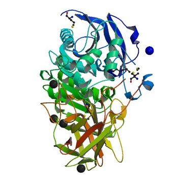 1.95 Angstrom Crystal Structure of CocE/NonD family hydrolase (SACOL2612) from Staphylococcus aureus (3III)