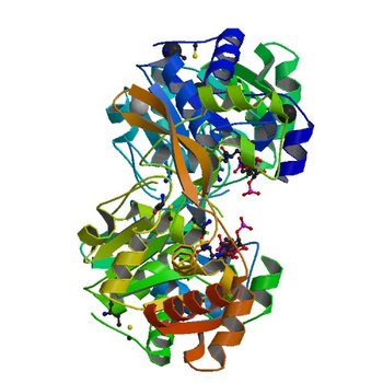 Crystal structure of BA2930 in complex with CoA (3IJW)