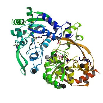 Crystal structure of BA2930 mutant (H183G) in complex with AcCoA (3KZL)