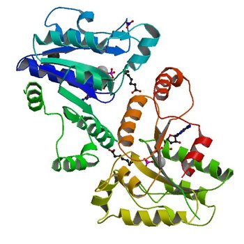 Crystal structure of dethiobiotin synthetase (BioD) from Helicobacter pylori cocrystallized with ATP (3MLE)