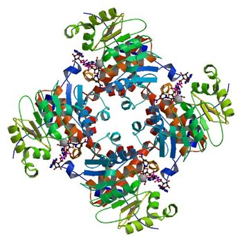 Crystal Structure of ADP/ATP-dependent NAD(P)H-hydrate dehydratase from Bacillus subtilis co-crystallized with ATP/Mg2+ and soaked with NADH (3RQ2)