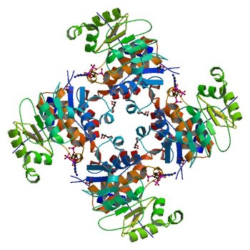 Crystal Structure of ADP/ATP-dependent NAD(P)H-hydrate dehydratase from Bacillus subtilis co-crystallized with ATP/Mg2+ and soaked with CoA (3RQ5)