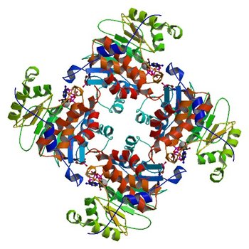 Crystal Structure of ADP/ATP-dependent NAD(P)H-hydrate dehydratase from Bacillus subtilis in complex with P1,P6-Di(adenosine-5') hexaphosphate (3RQH)