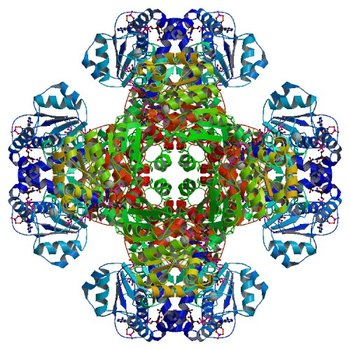 Crystal structure of tm0922, a fusion of a domain of unknown function and ADP/ATP-dependent NAD(P)H-hydrate dehydratase from Thermotoga maritima soaked with Coenzyme A and ATP (3RTG)