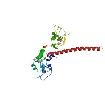 Crystal structure of human Survivin E65A mutant (3UEI)