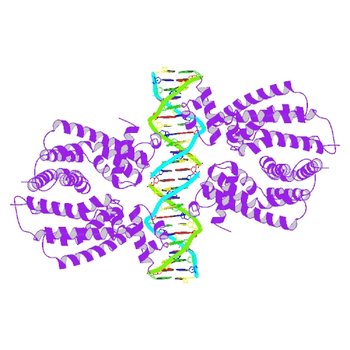 Crystal structure of the transcriptional regulator TM1030 with 24bp DNA oligonucleotide (4I6Z)