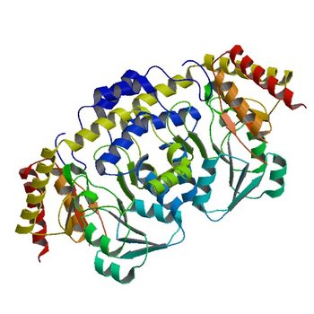 Crystal structure of 8-amino-7-oxononanoate synthase (bioF) from Francisella tularensis. (4IW7)