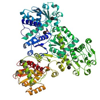 Crystal structure of anabolic ornithine carbamoyltransferase from Bacillus anthracis in complex with carbamoyl phosphate and L-norvaline (4NF2)