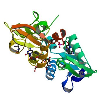 Crystal structure of the CBS pair of a putative D-arabinose 5-phosphate isomerase from Methylococcus capsulatus in complex with CMP-Kdo (4O9K)