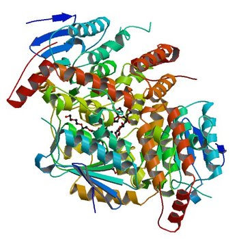 Crystal Structure of a Putative Enoyl-CoA Hydratase from Novosphingobium aromaticivorans DSM 12444 (4OG1)