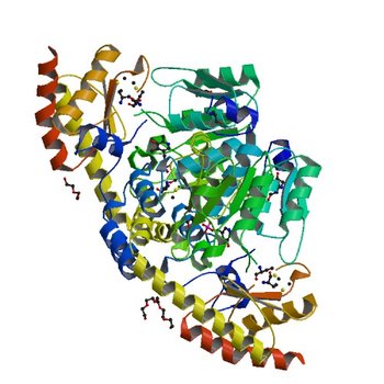 Crystal structure of histidinol-phosphate aminotransferase from Sinorhizobium meliloti in complex with pyridoxal-5'-phosphate (4WBT)