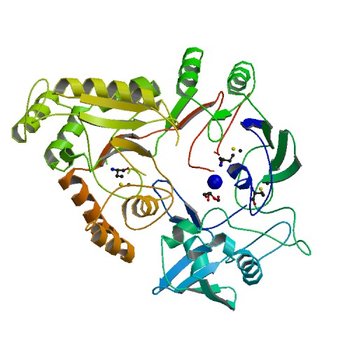 Crystal structure of ABC transporter substrate-binding protein from Sinorhizobium meliloti (4WED)