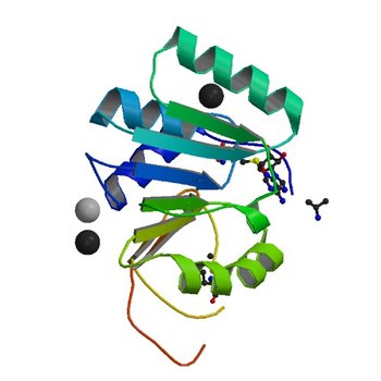 Crystal structure of RNA methyltransferase from Salinibacter ruber in complex with S-Adenosyl-L-homocysteine (5BXY)