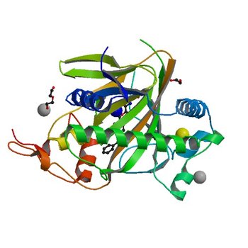 Hyoscyamine 6-hydroxylase in complex with N-oxalylglycine and hyoscyamine (6TTM)